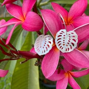 Natural White MOP Monstera Silver Infinity Hoops